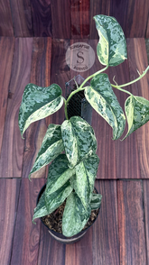 Scindapsus Acyntia - Best Selected - Scindapsus Borneo