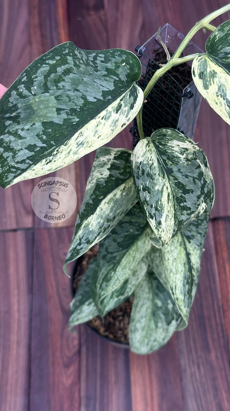 Scindapsus Acyntia - Best Selected - Scindapsus Borneo