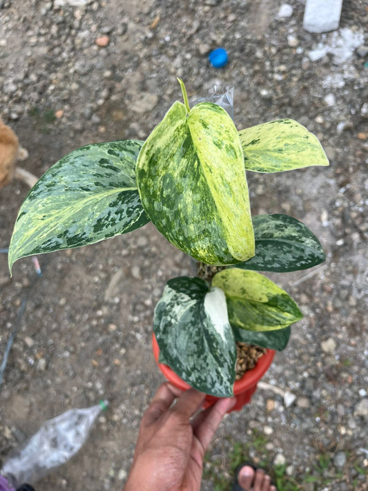 Scindapsus Acyntia Tricolor - Best Selected