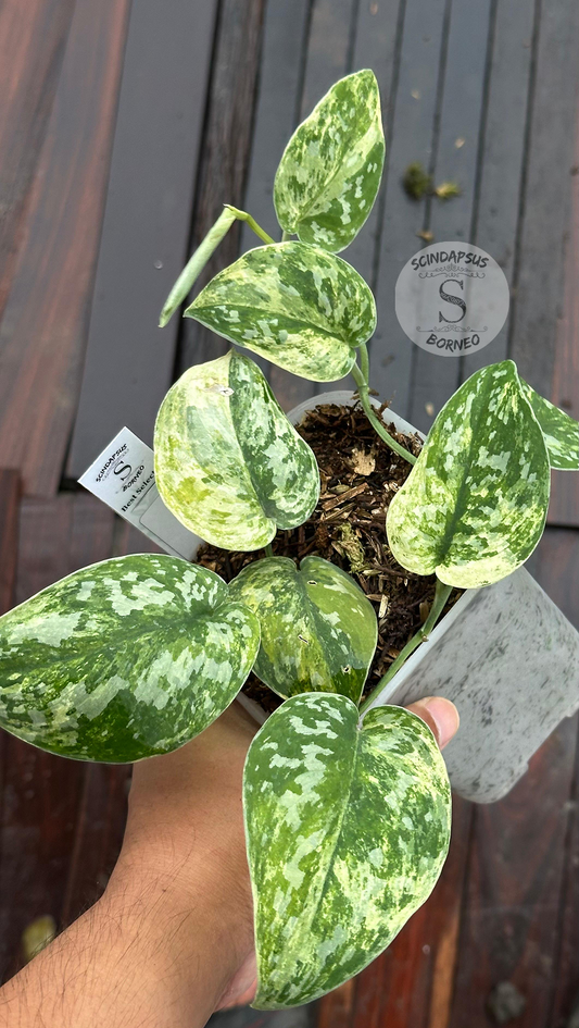 Scindapsus Agryrareus Tricolor Gog Mint Marble - Best Selected - Scindapsus Borneo