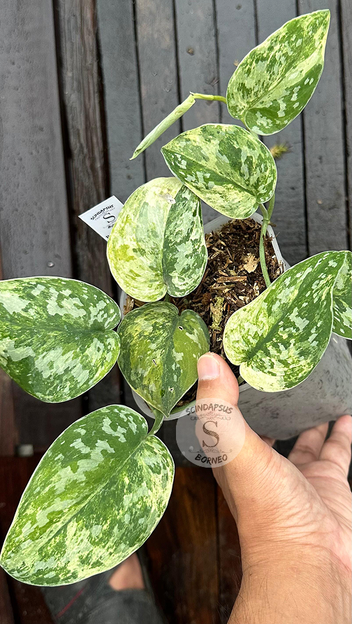 Scindapsus Agryrareus Tricolor Gog Mint Marble - Best Selected - Scindapsus Borneo