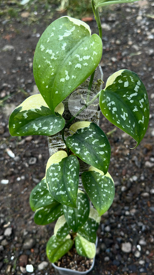 Scindapsus Amoy - Best Selected