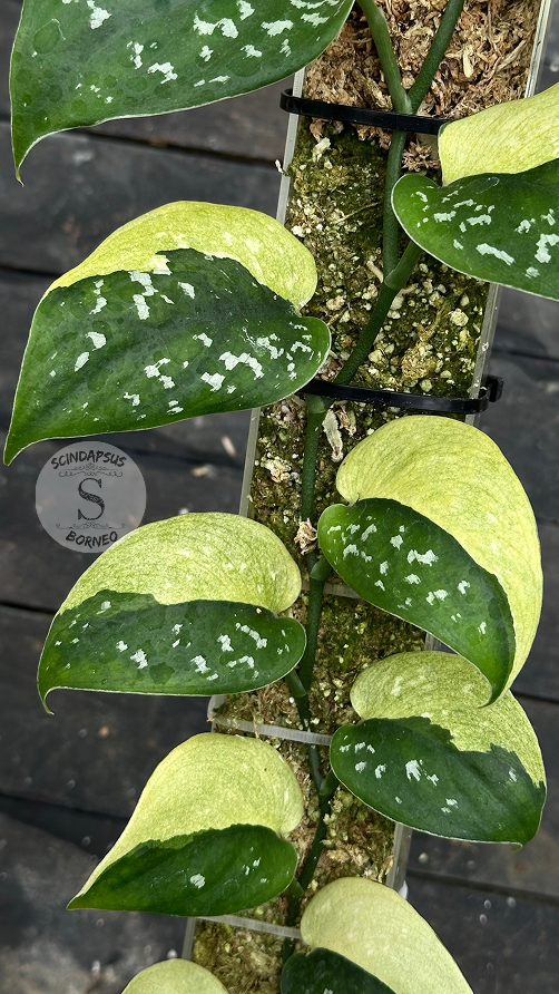 Scindapsus Amoy - Best Selected