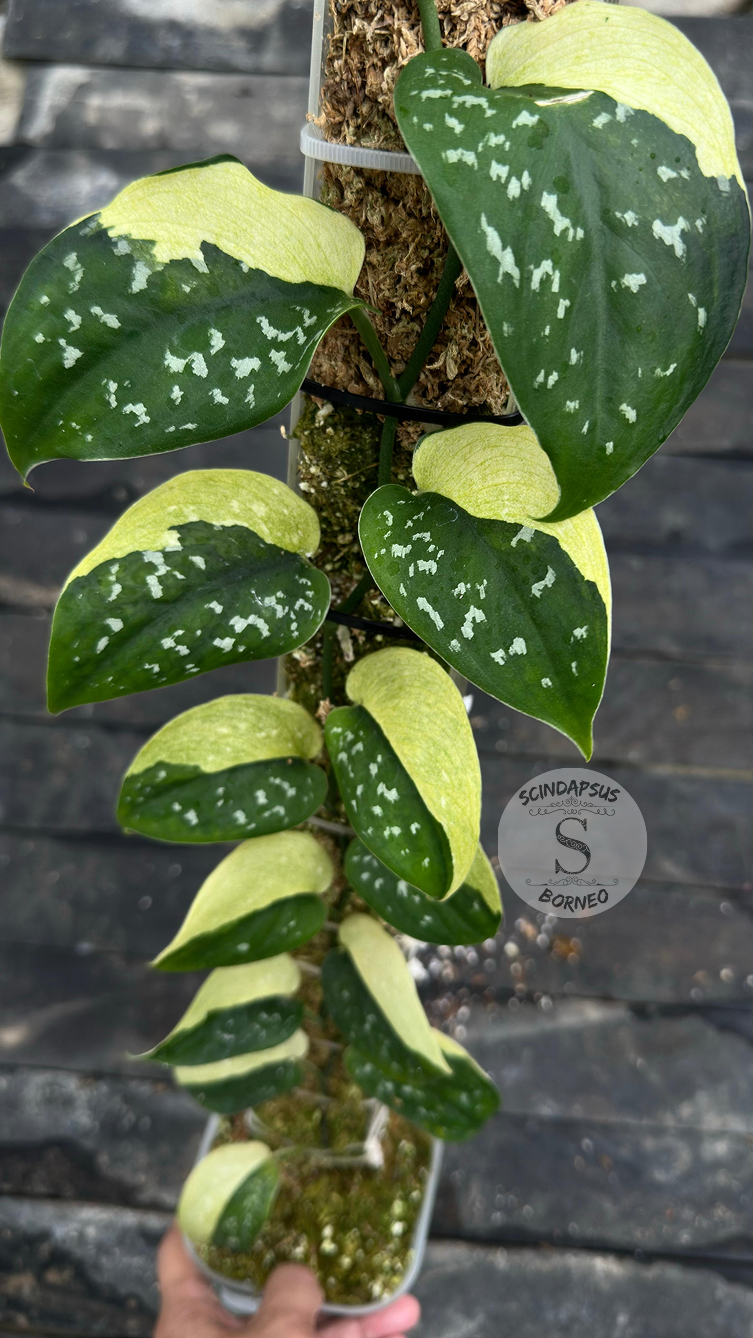 Scindapsus Amoy - Best Selected