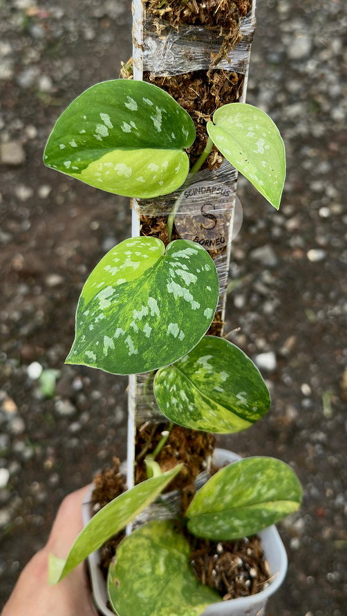 Scindapsus Aurora - Best Selected