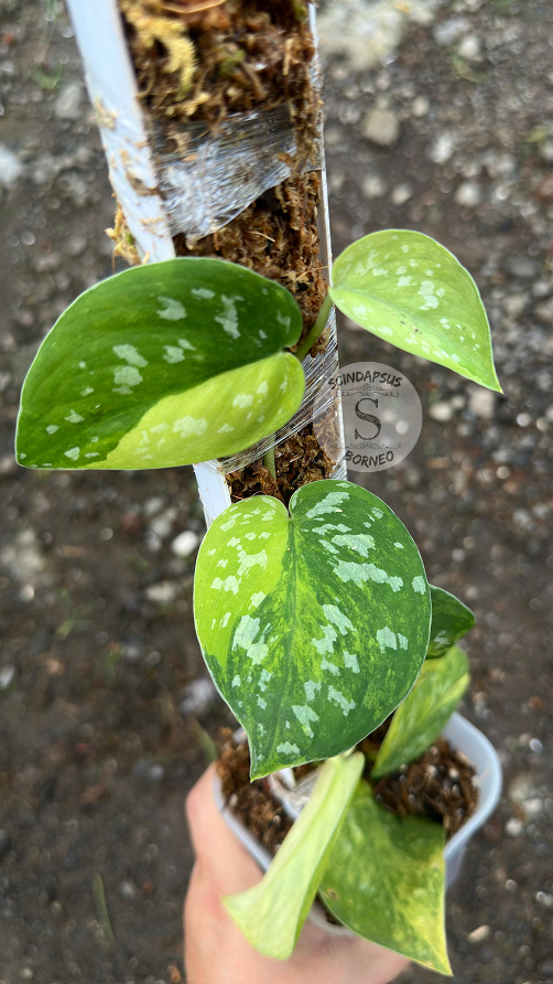Scindapsus Aurora - Best Selected
