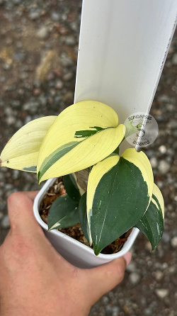 Scindapsus Blue Albo - Best Selected