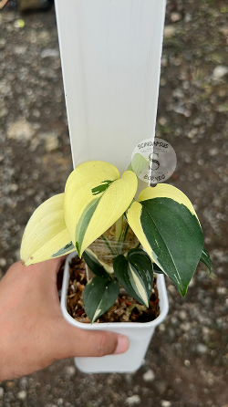 Scindapsus Blue Albo - Best Selected