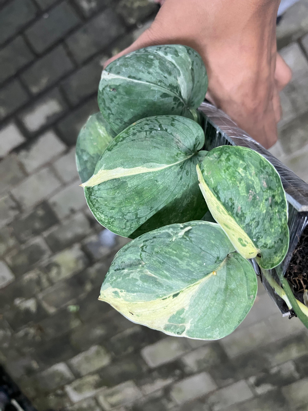 Scindapsus blue splash variegata