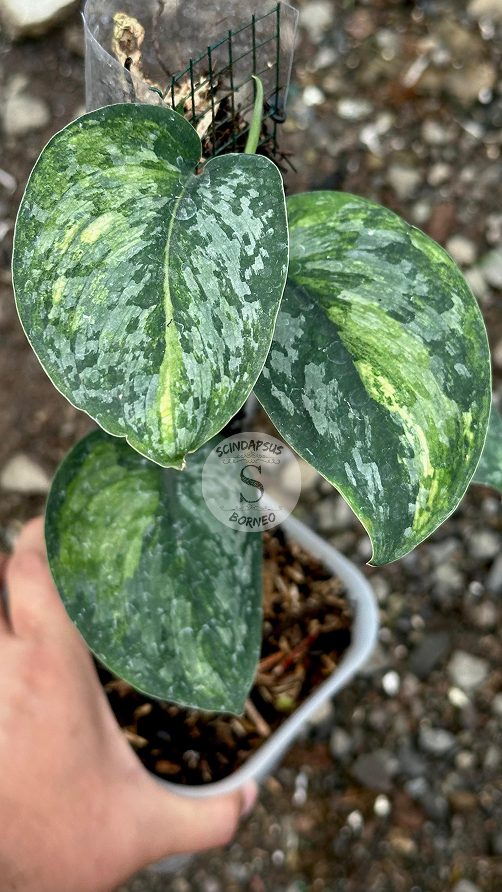 Scindapsus Cakrabuana - Best Selected