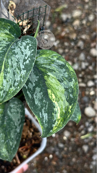 Scindapsus Cakrabuana - Best Selected