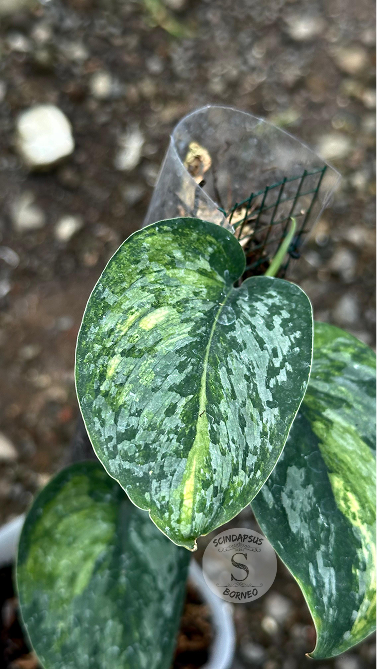 Scindapsus Cakrabuana - Best Selected