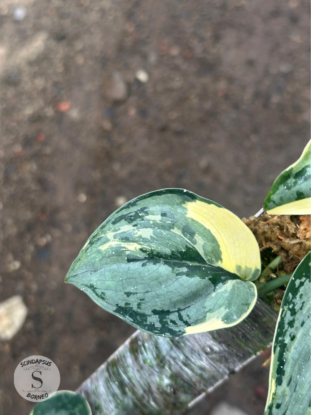 Scindapsus Creamy Splash - Scindapsus Borneo