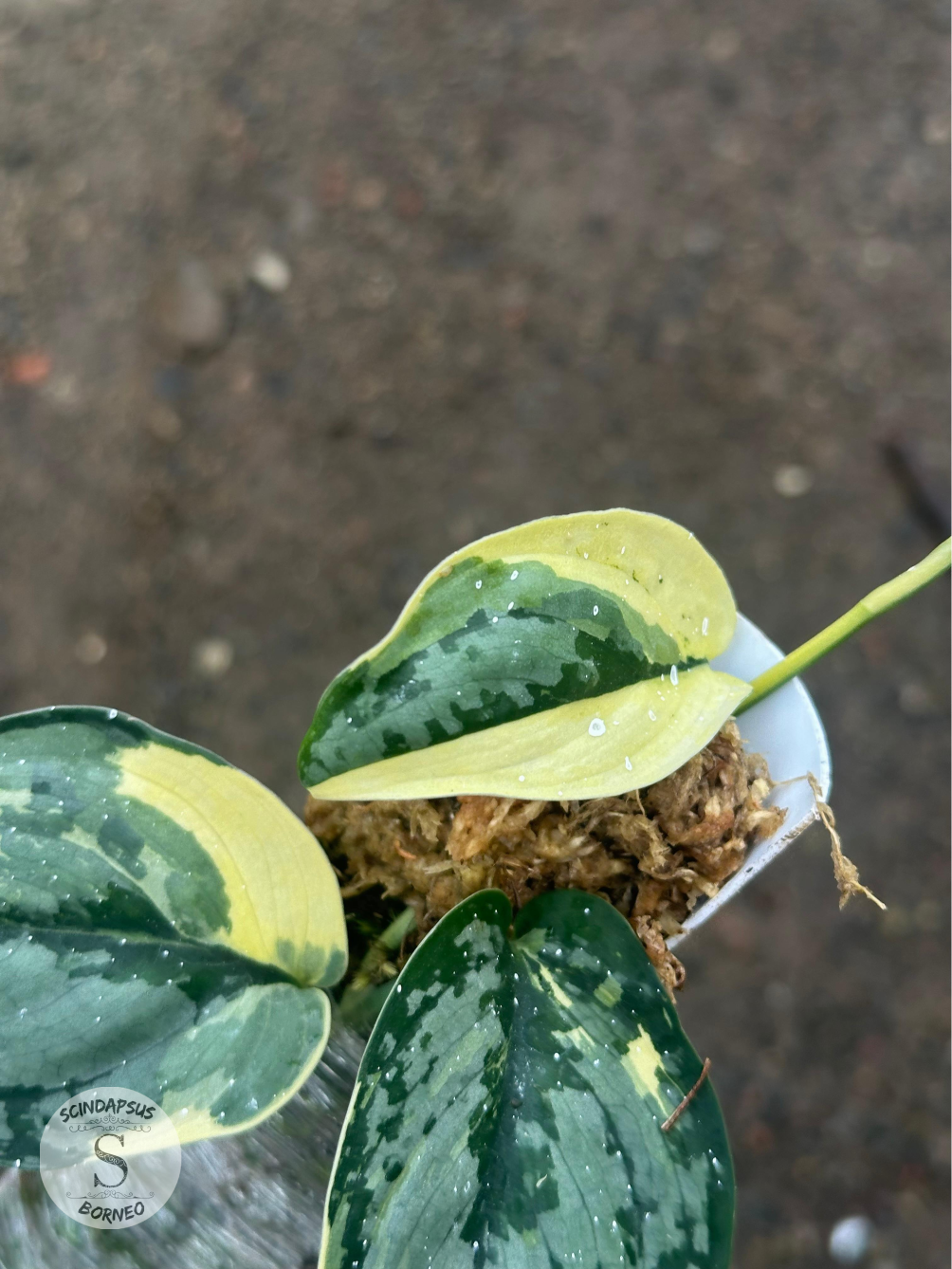 Scindapsus Creamy Splash - Scindapsus Borneo