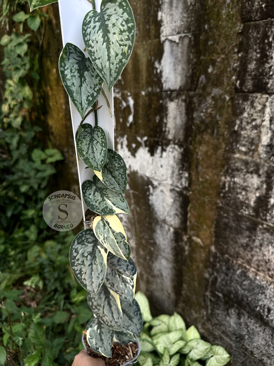 Scindapsus Creme Splash - Best Selected