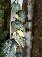 Scindapsus Creme Splash - Best Selected - Scindapsus Borneo