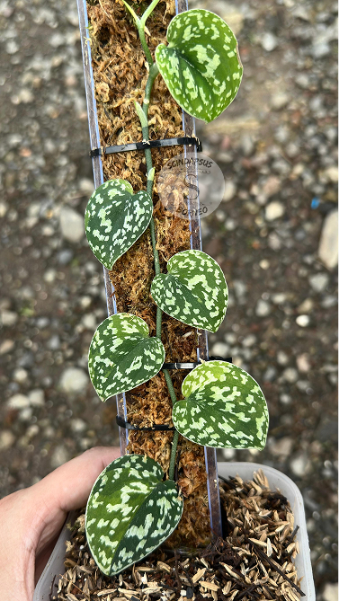 Scindapsus Dara - Best Selected