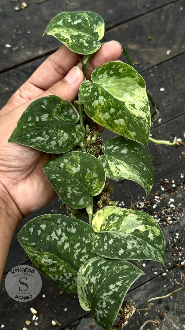 Scindapsus Dark Agryrareus Tricolor - Best Selected