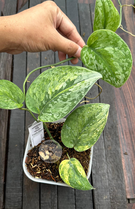 Scindapsus Dark Cloud Sundaland  - Best Selected - Scindapsus Borneo