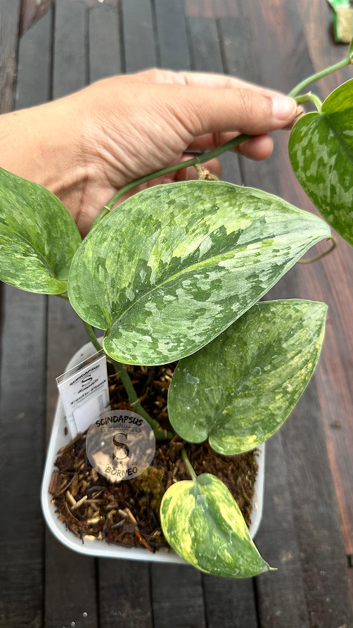 Scindapsus Dark Cloud Sundaland  - Best Selected - Scindapsus Borneo