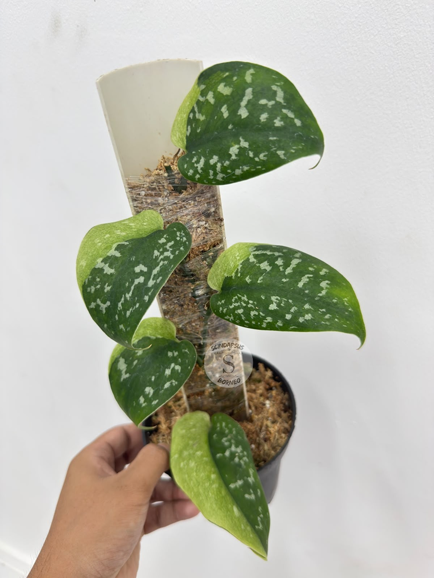 Scindapsus dark polkadot ‘amoy’ - Best Selected