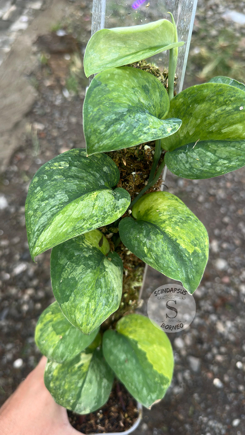 Scindapsus Dark Splash Green On Green - Best Selected