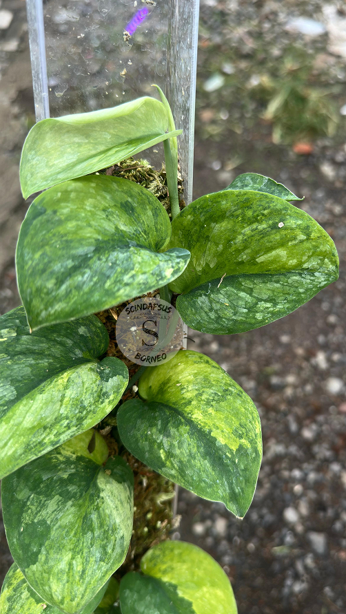 Scindapsus Dark Splash Green On Green - Best Selected