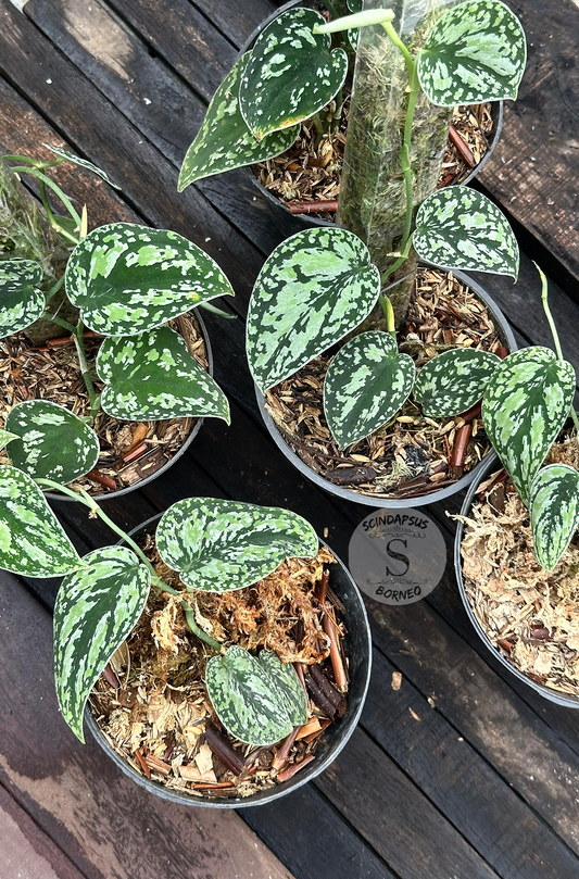 Scindapsus Dark Tricolor