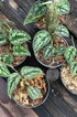 Scindapsus Dark Tricolor - Scindapsus Borneo