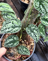 Scindapsus Dark Tricolor - Scindapsus Borneo