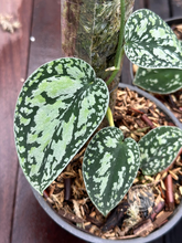 【美株】Scindapsus fleck mutation Scindapsus Snow Flake Mutation 2 - Best Selected – Scindapsus Borneo
