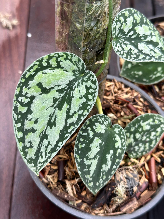 Scindapsus Dark Tricolor - Scindapsus Borneo