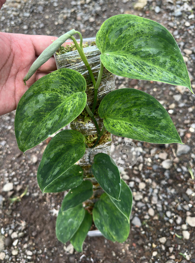 Scindapsus Dragon Scale - Best Selected