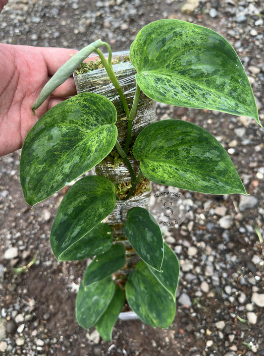 Scindapsus Dragon Scale - Best Selected