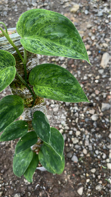 Scindapsus Dragon Scale - Best Selected