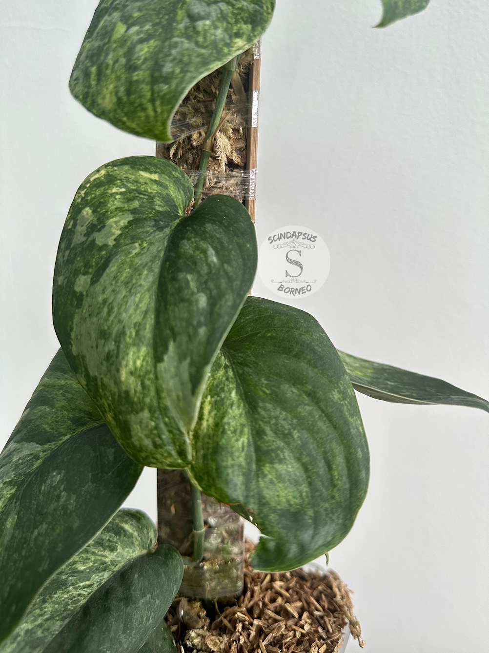 Scindapsus Dragon Splash - Best Selected - Scindapsus Borneo