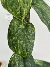 Scindapsus Dragon Splash - Best Selected - Scindapsus Borneo