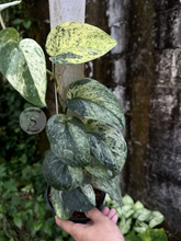 Scindapsus Dragon Splash Choice 1 - Best Selected - Scindapsus Borneo