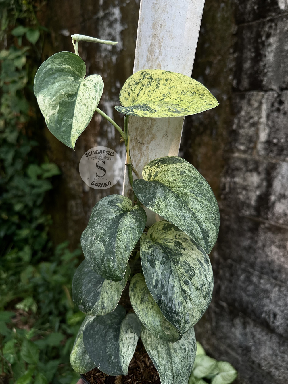 Scindapsus Dragon Splash Choice 1 - Best Selected - Scindapsus Borneo