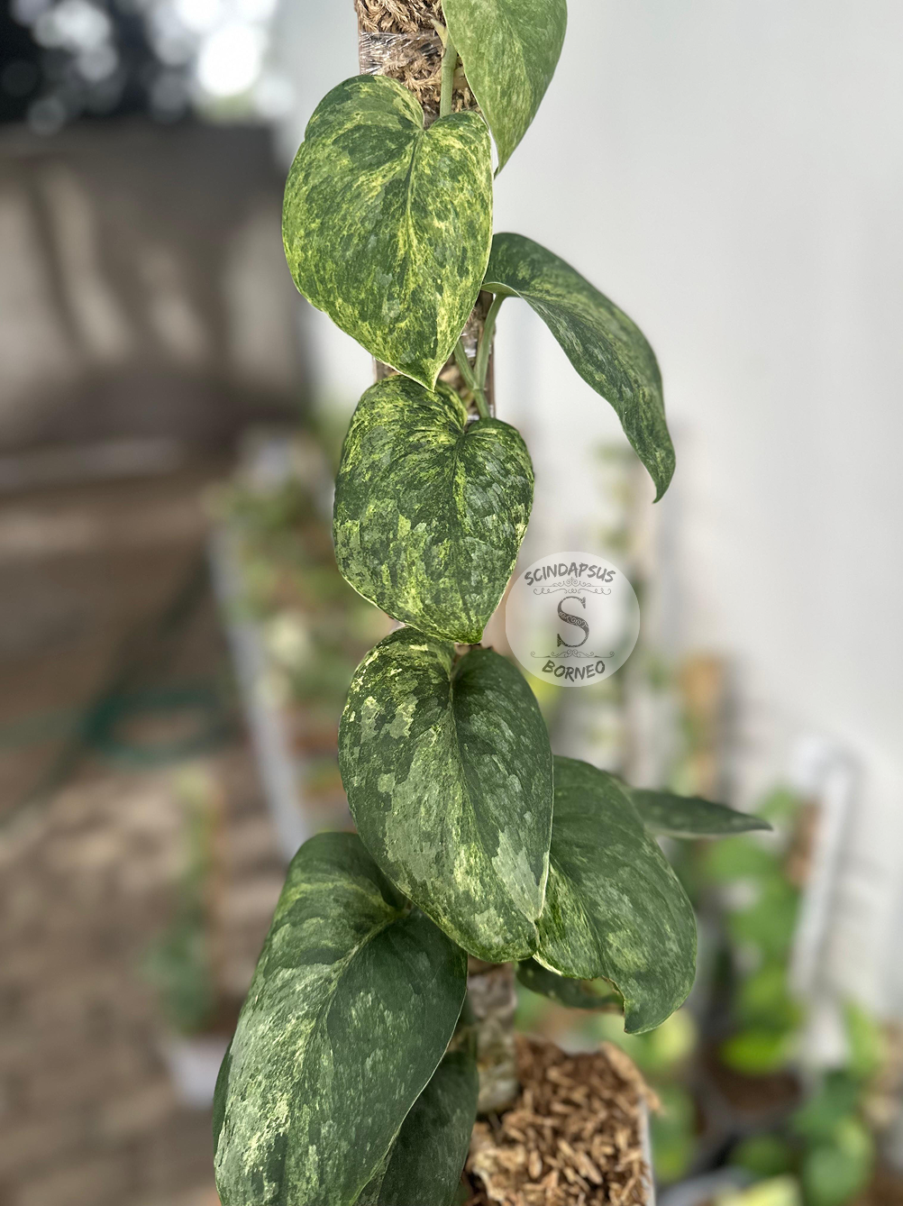 Scindapsus Dragon Splash - Best Selected - Scindapsus Borneo
