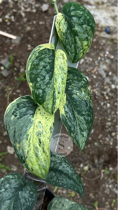 Scindapsus Dragon Splash Marble Choice 2 - Best Selected