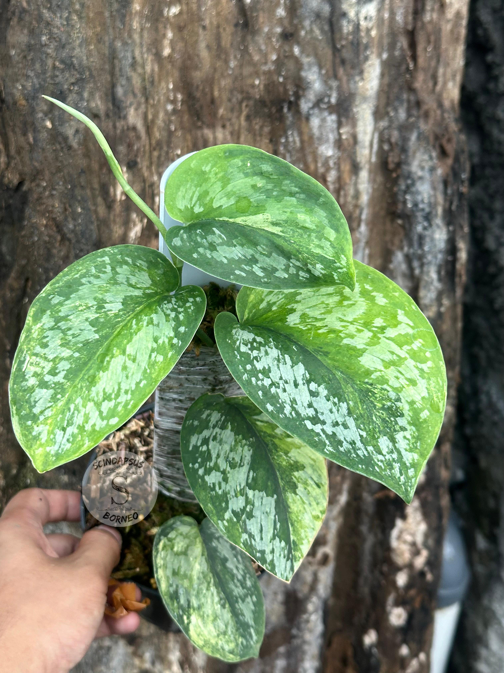 Scindapsus Excotica GOG - Best Selected