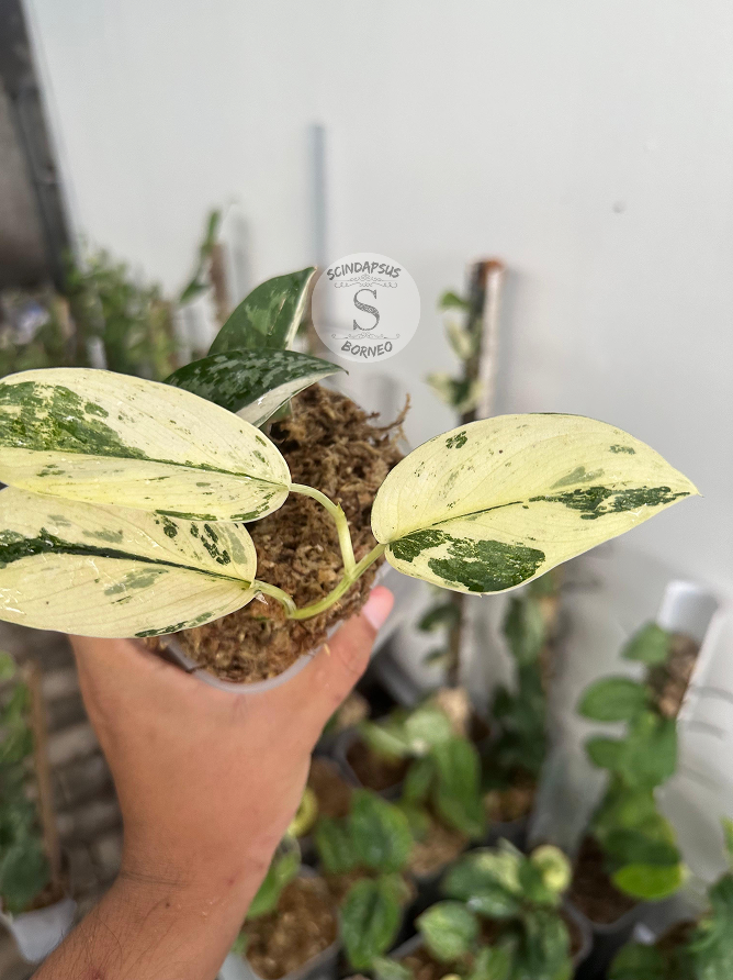 Scindapsus Excotica White Marble - Package 30x