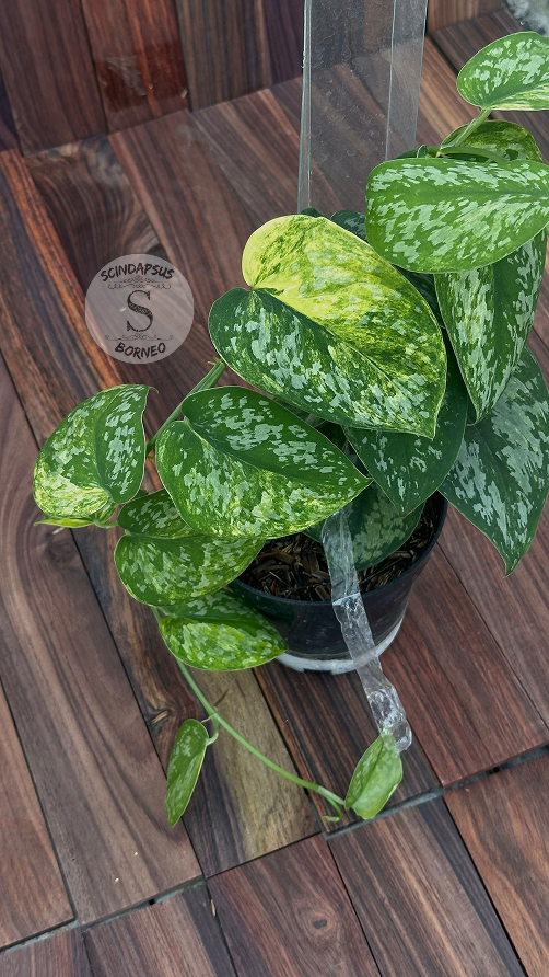 Scindapsus Exotica Aurea - Best Selected - Scindapsus Borneo