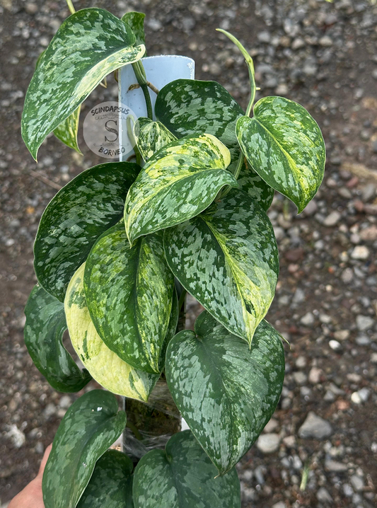 Scindapsus Exotica Aurea - Best Selected