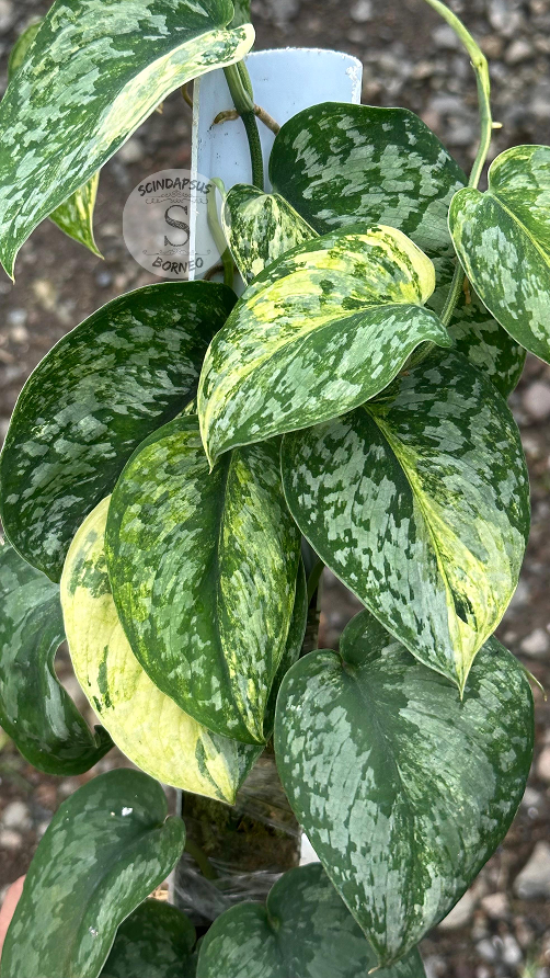 Scindapsus Exotica Aurea - Best Selected