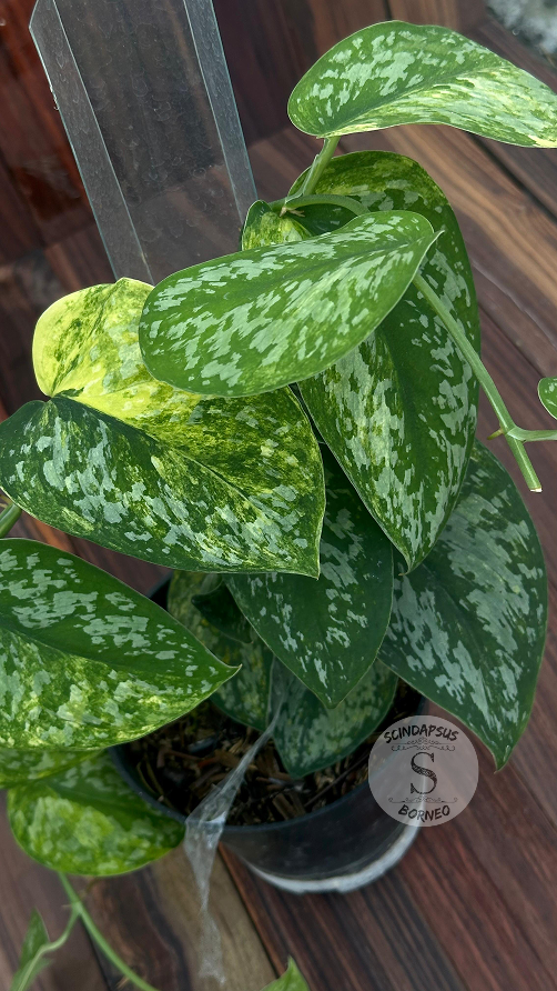 Scindapsus Exotica Aurea - Best Selected - Scindapsus Borneo