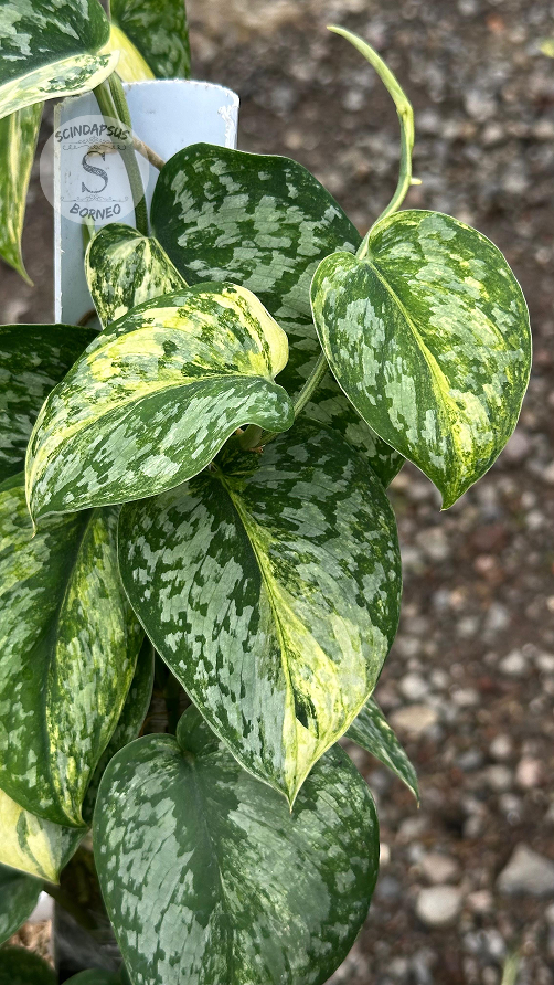 Scindapsus Exotica Aurea - Best Selected