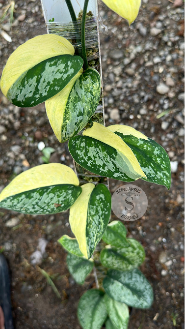 Scindapsus Exotica Aurea Halfmoon - Best Selected