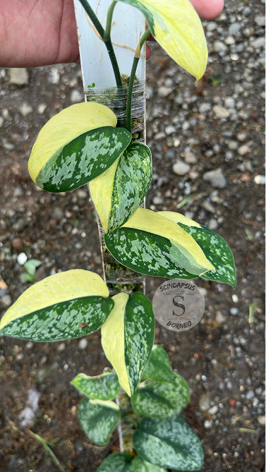 Scindapsus Exotica Aurea Halfmoon - Best Selected